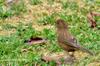 female Vinaceous Rosefinch 酒紅朱雀 Carpodacus vinaceus