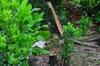 stairs behind citrus trees