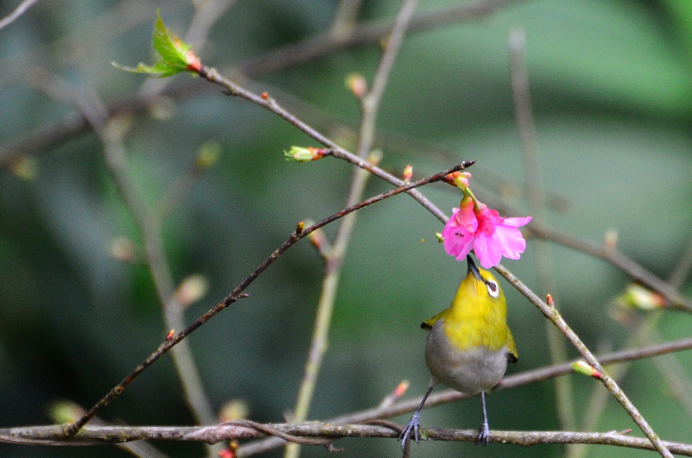 February DSC_4802