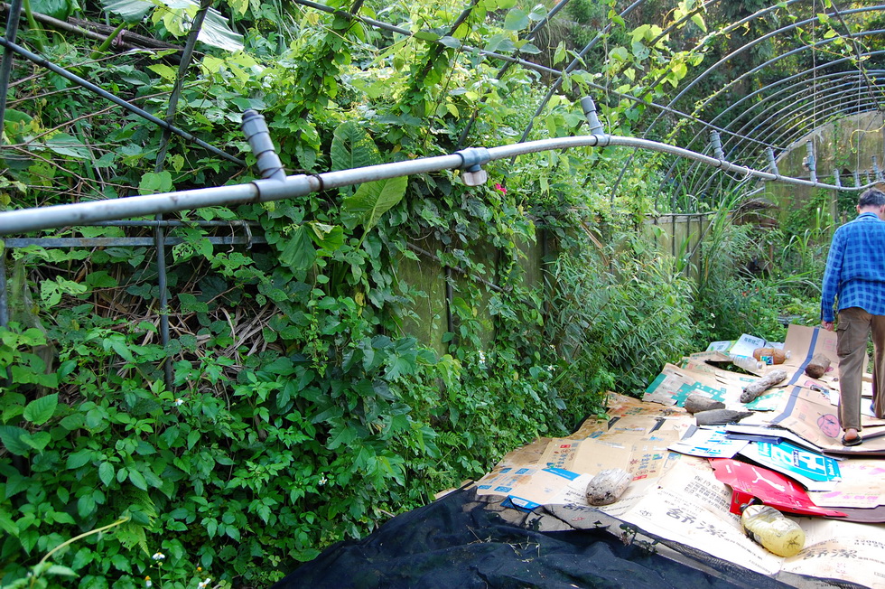 Garden City permaculture garden DSC_4823