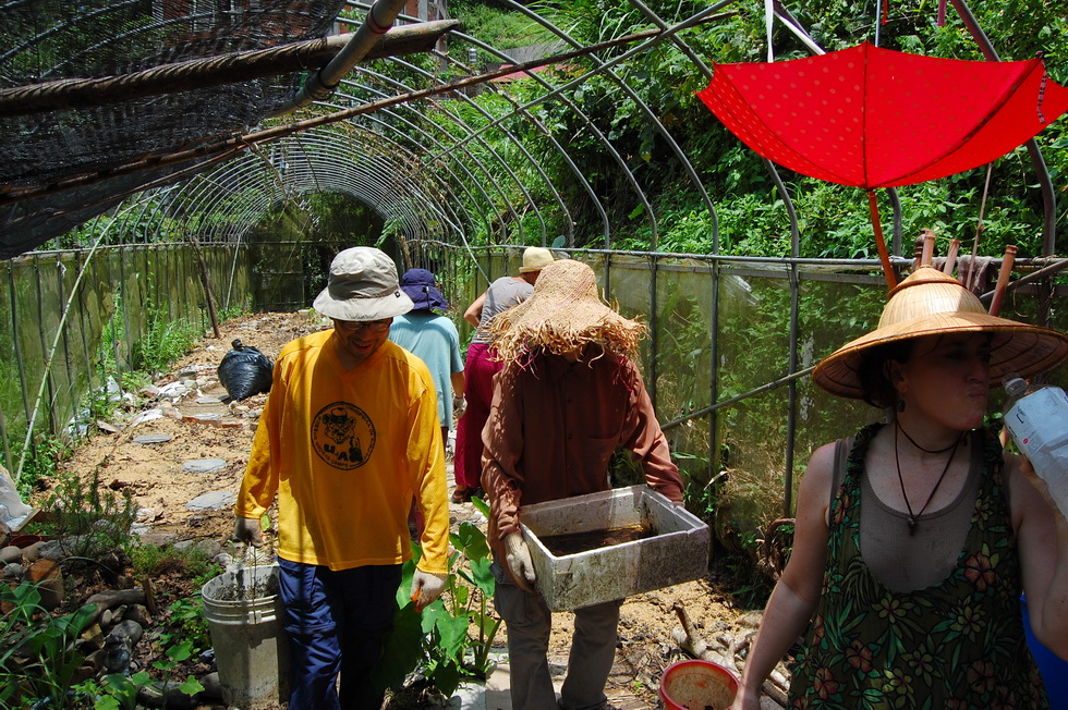 Garden City permaculture garden DSC_5054