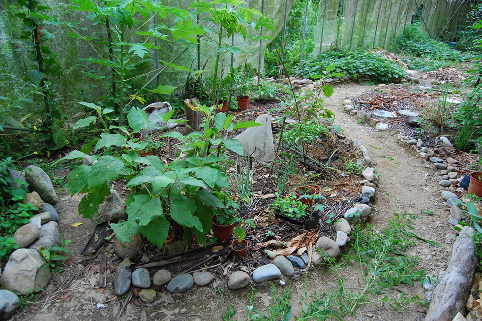 Garden City permaculture garden DSC_5244