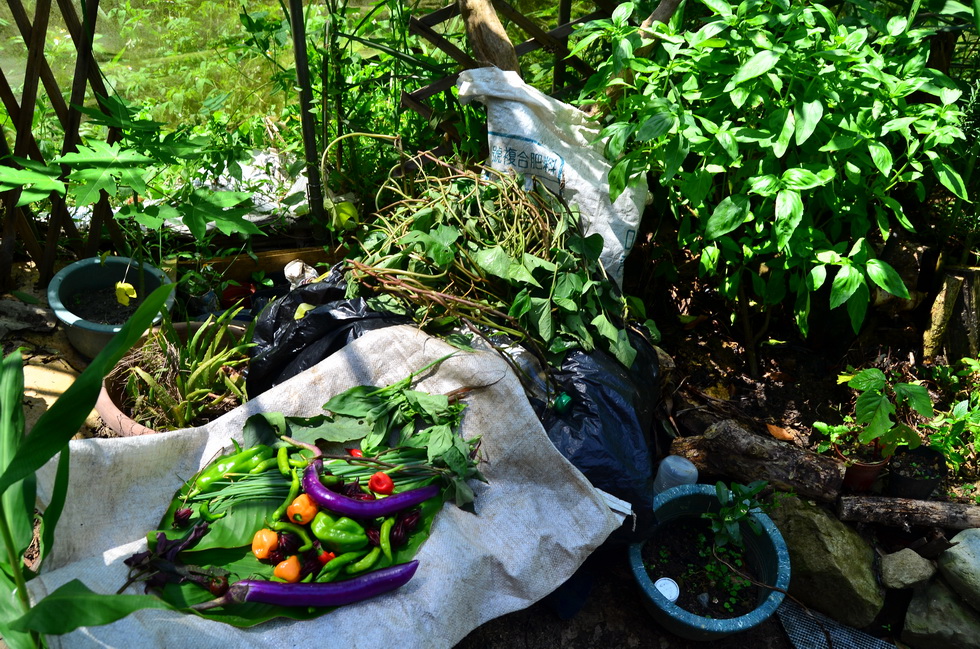 Garden City permaculture garden DSC_7387