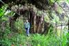 Bottom terrace, large banana clump in back of Tammy.