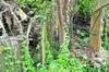 View of very overgrown terrace with water erosion damage