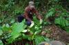 Garden City permaculture garden DSC_5620