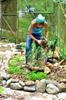 Mulching the second herb spiral