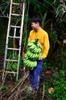 Jason takes receipt of the banana haul lowered down with sophisticated pulley system