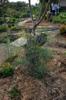 dill, marigold and oregano