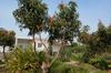 another view of the house and regrowing mango trees