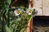 close up of the Arrowhead plant and flowers