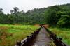 next photo: Nice footbridge across the boggy parts of the wetland