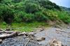 next photo: Beach and forest near nesting area