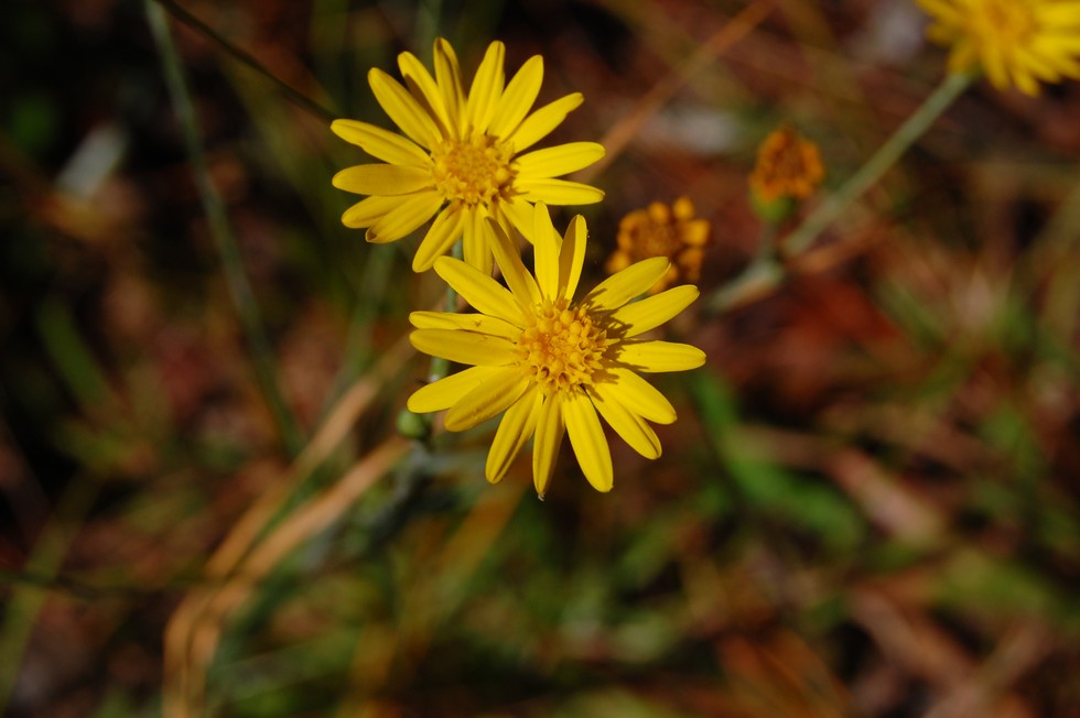 Okefenokee DSC_5507