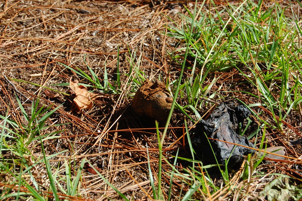 Okefenokee DSC_5513