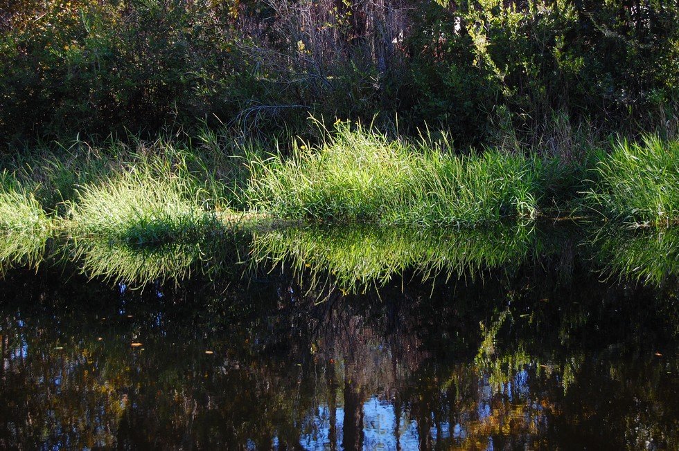 Okefenokee DSC_5517