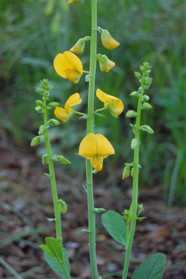 Okefenokee DSC_5576