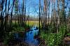 Okefenokee DSC_5496