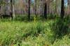 Okefenokee DSC_5508