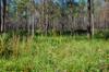 Okefenokee DSC_5509