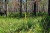 Okefenokee DSC_5510