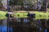 Okefenokee DSC_5521