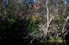 Okefenokee DSC_5522