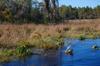 Okefenokee DSC_5529