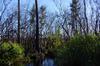 Okefenokee DSC_5540