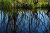 Okefenokee DSC_5546