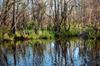 Okefenokee DSC_5547