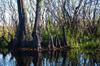 Okefenokee