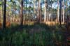 Okefenokee DSC_5566