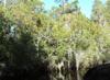 Okefenokee Okeefenokee_017