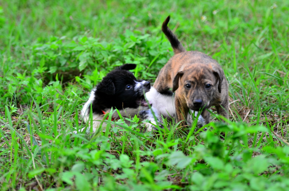 Two new Pups DSC_8406