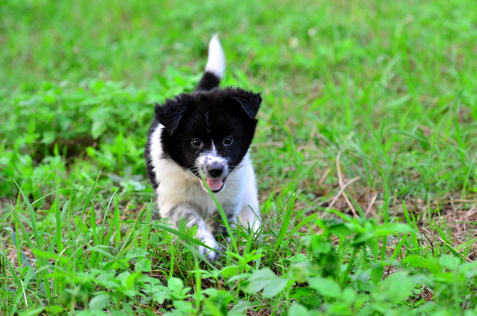 Two new Pups DSC_8407