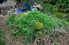 next photo: spiral herb mound with lavender