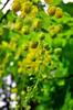 Golden Shower Tree 阿勃勒 Cassia fistula