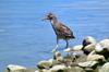 immature Black-crowned Night Heron