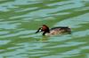 Little Grebe 小鷿? Tachybaptus ruficollis