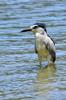 Black-crowned Night Heron 夜鷺 Nycticorax nycticorax