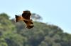 Black-eared Kite 老鷹/黑耳鷹 Milvus Migrans lineatus