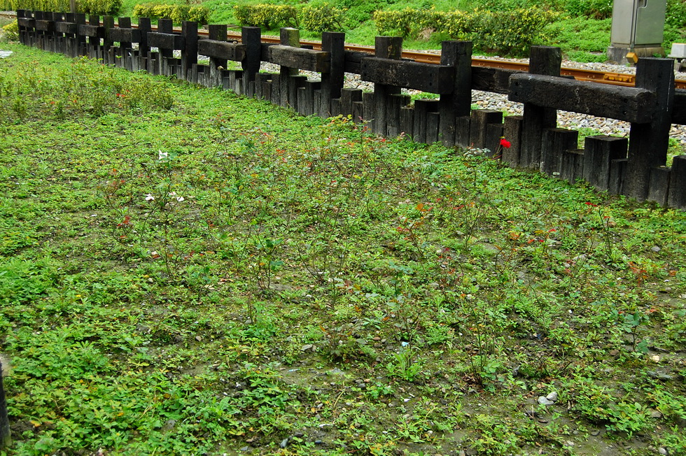 Taromak 達魯瑪克 DSC_4497