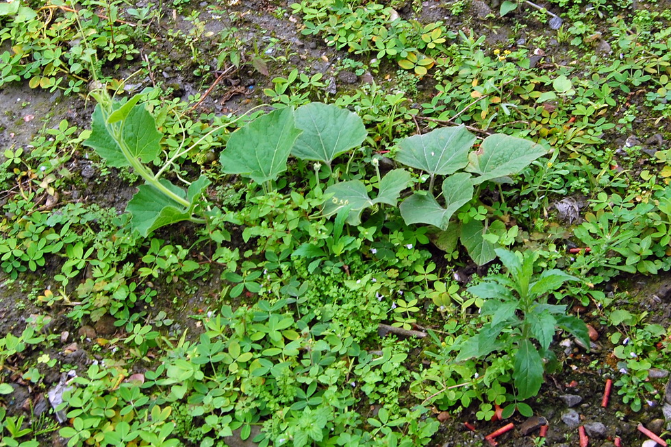 Taromak 達魯瑪克 DSC_4498