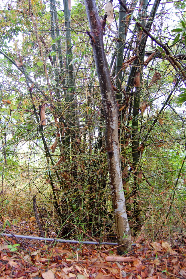 Taromak 達魯瑪克 DSC_4601