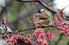 Light-vented Bulbul 白頭翁 Pycnonotus sinensis formosae in budding Taiwan cherry 山櫻花 Prunus campanulata