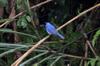 Black-naped Monarch 黑枕藍鶲 Hypothymis azurea oberholseri