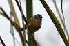 Gray-cheeked Fulvetta 繡眼畫眉 Alcippe morrisonia