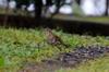 White's Thrush 虎斑地鶇 Zoothera dauma