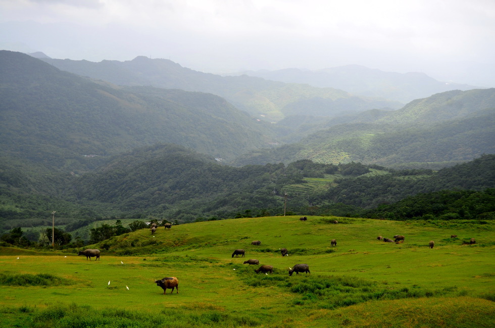 Caoling Trail 草嶺古道 DSC_9735